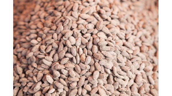 TRICHOSANTHES KIRILOWII