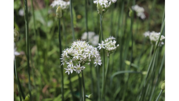 ORIENTAL GARLIC, OR ALLIUM TUBEROSUM