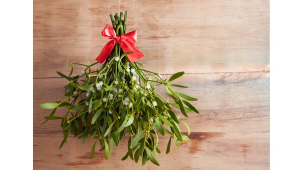 MYSTERIOUS MISTLETOE