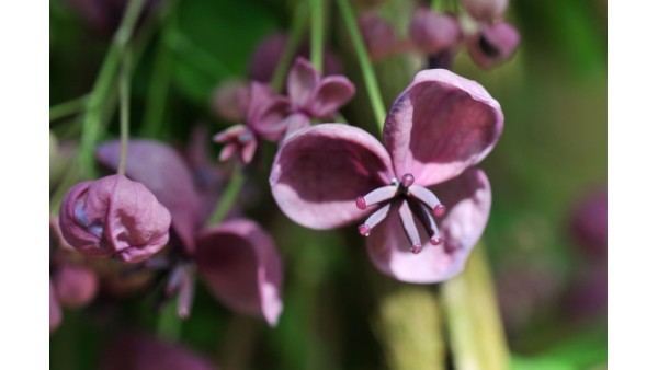 CHOCOLATE VINE FOR ANYONE?