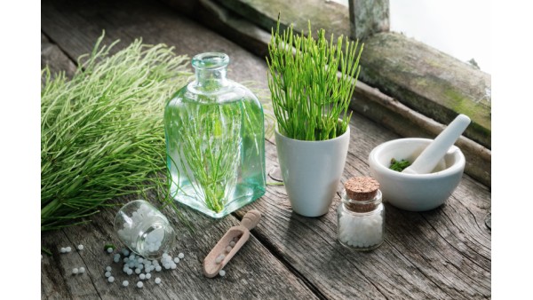 WHAT DO YOU KNOW ABOUT HORSETAIL?