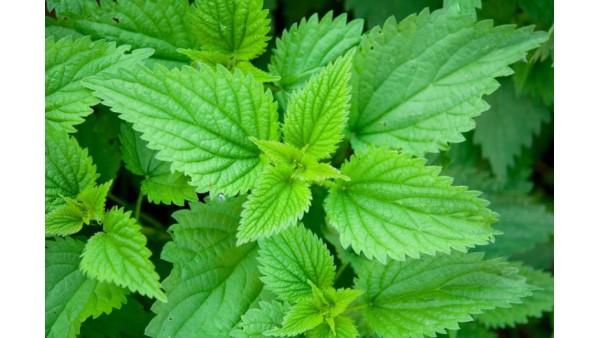 STINGING NETTLE