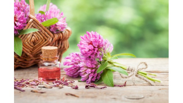 WHAT EVERYBODY OUGHT TO KNOW ABOUT RED CLOVER 