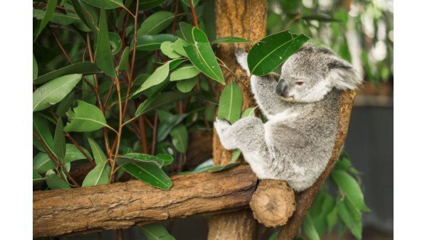 GIFT FROM AUSTRALIA. EUCALYPTUS STORY