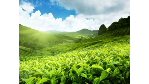 THE POWER OF GREEN TEA 