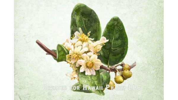 THE ONE AND ONLY BOLDO