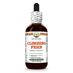 Climbing Fern Liquid Extract, Dried spore (Lygodium Japonicum) Alcohol-Free Glycerite