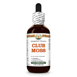 Club Moss Alcohol-FREE Liquid Extract, Club Moss (Lycopodium clavatum) Dried Whole Herb Glycerite
