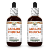 Carline Thistle (Carlina Acaulis) 2x2 Oz