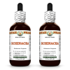 Echinacea (Echinacea Purpurea) 2x2 Oz