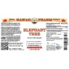 Elephant Tree (Bursera Microphylla) Tincture, Dried Resin Chunk Liquid Extract