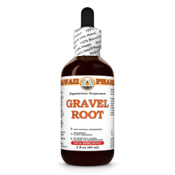 Gravel Root Liquid Extract, Gravel Root (Eupatorium Purpureum) Dried Root Tincture