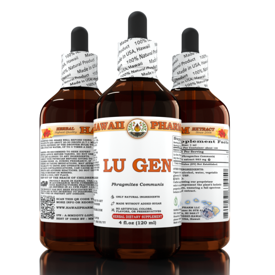 Lu Gen (Phragmites communis)