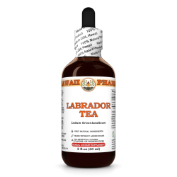 Labrador Tea (Ledum Groenlandicum) Tincture, Dried Leaf Liquid Extract