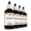Circulation Support Alcohol-FREE Herbal Liquid Extract, Garlic, Ginkgo, Eleuthero Glycerite 4x4 Oz