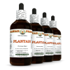 Plantain (Plantago Major) 4x4 Oz