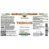Tribulus Alcohol-FREE Liquid Extract, Tribulus (Tribulus Terrestris) Dried Fruit Glycerite