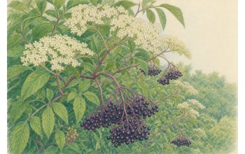 BLACK ELDERBERRY: FLOWERS, FOLKLORE, AND BERRIES