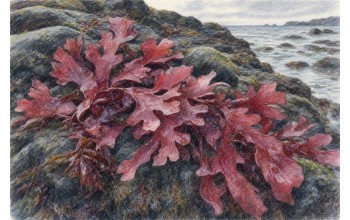 DULSE (PALMARIA PALMATA): ATLANTIC RED SEAWEED LORE
