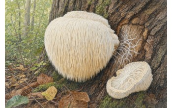 LION'S MANE MUSHROOM: HISTORY, HABITAT, AND LORE