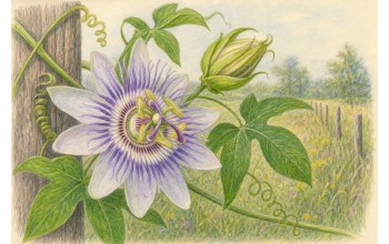 PASSION FLOWER: MAYPOP VINE OF SOUTHERN SUMMER FIELDS